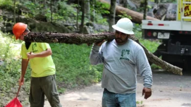 Tree Service