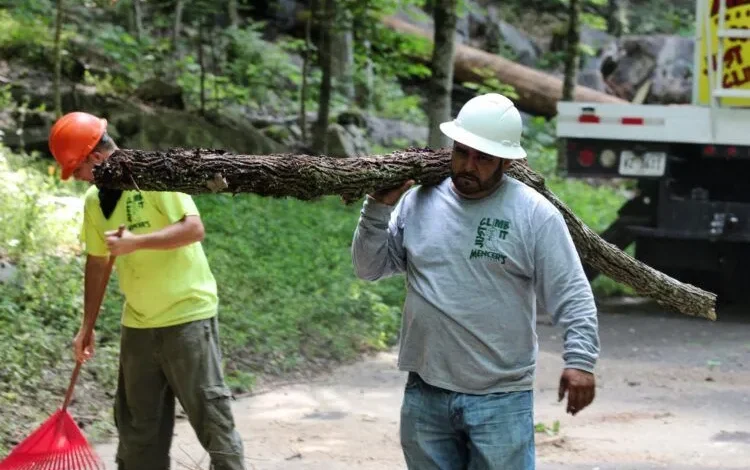 Tree Service